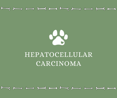 Hepatocellular Carcinoma - Drake Dog Cancer Foundation