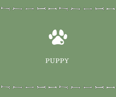 Puppy - Drake Dog Cancer Foundation