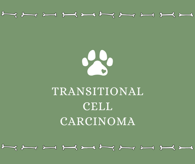 Transitional Cell Carcinoma - Drake Dog Cancer Foundation