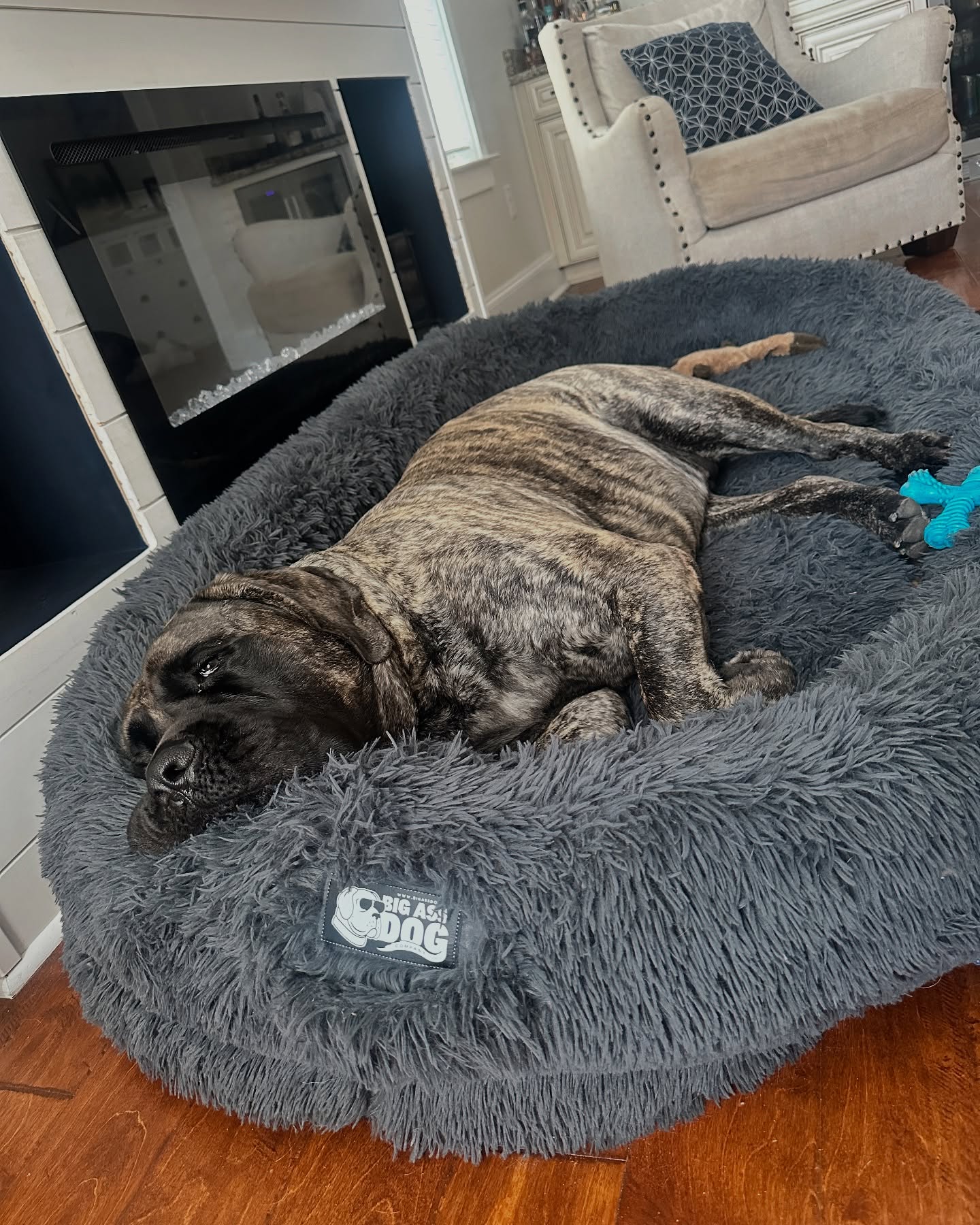 Gigantic Ass Bed from Big Ass Dog Co - Drake Dog Cancer Foundation