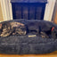 Gigantic Ass Bed from Big Ass Dog Co - Drake Dog Cancer Foundation