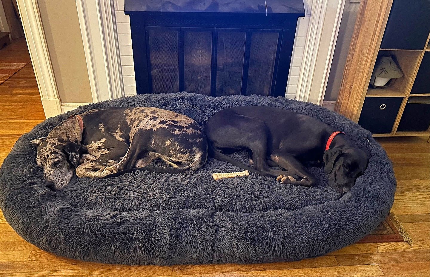 Gigantic Ass Bed from Big Ass Dog Co - Drake Dog Cancer Foundation