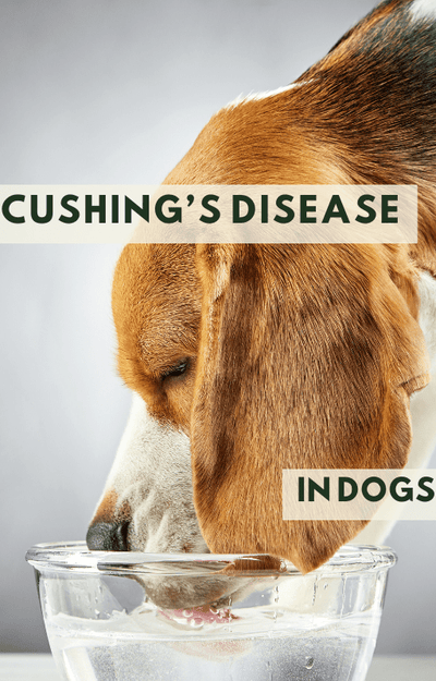 What is Cushing's Disease in Dogs eBook - Drake Dog Cancer Foundation