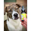 HEAL Full - Spectrum Hemp Extract - Drake Dog Cancer Foundation