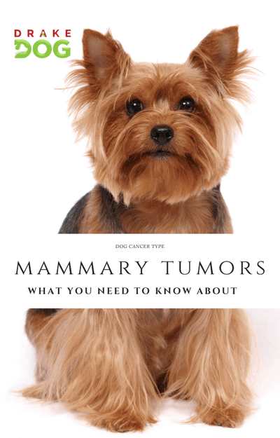 Pet Parents' Guide to Mammary Tumors - Drake Dog Cancer Foundation
