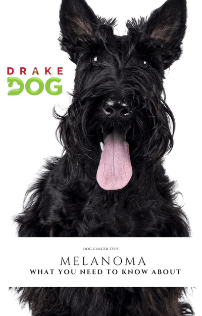 Melanoma in Dogs: What Every Dog Parent Needs to Know - Drake Dog Cancer Foundation