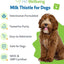 Milk Thistle for Detox Support - Drake Dog Cancer Foundation