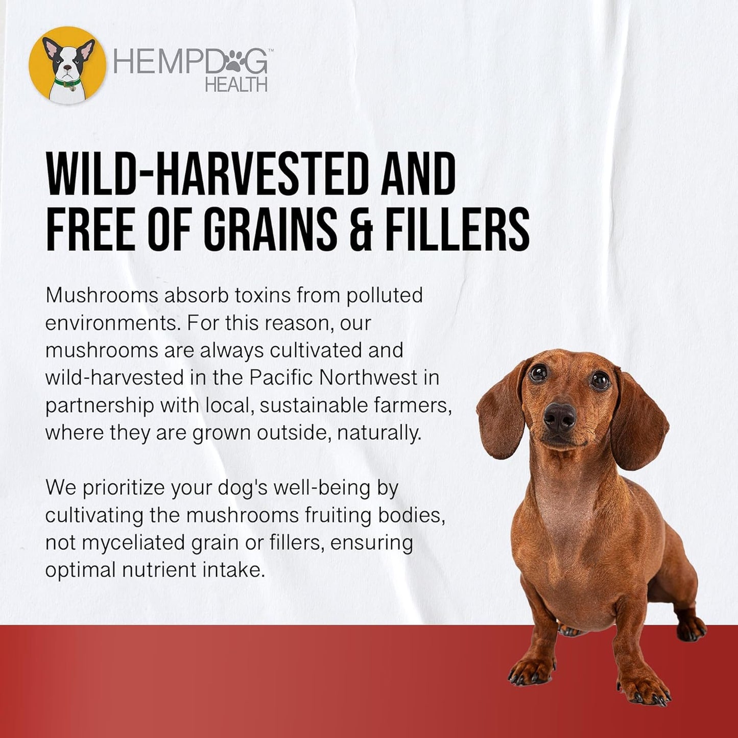 Vitality by Mycodog - Drake Dog Cancer Foundation