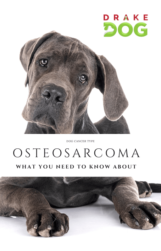 A Guide to Canine Osteosarcoma - Drake Dog Cancer Foundation