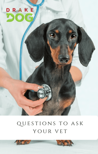 Questions to Ask the Vet at Your Dog's Cancer Visit - Drake Dog Cancer Foundation