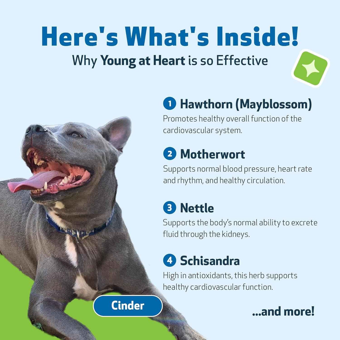 Young at Heart for Dogs with Heart Disease and Murmurs - Drake Dog Cancer Foundation