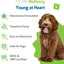 Young at Heart for Dogs with Heart Disease and Murmurs - Drake Dog Cancer Foundation