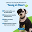Young at Heart for Dogs with Heart Disease and Murmurs - Drake Dog Cancer Foundation