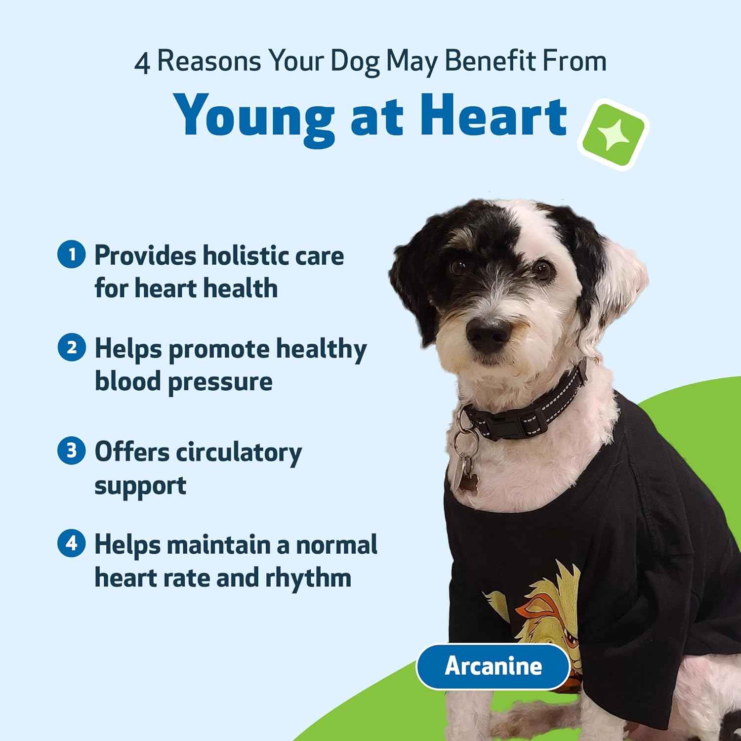Young at Heart for Dogs with Heart Disease and Murmurs - Drake Dog Cancer Foundation
